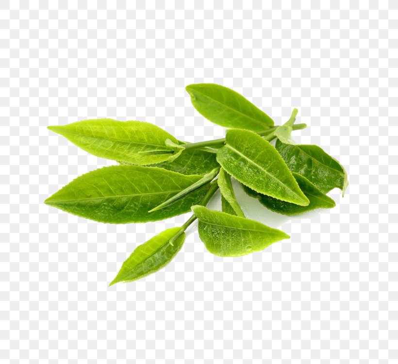 Green Tea Leaf Herb Extract, PNG, 750x750px, Tea, Antioxidant, Basil, Extract, Food Download Free