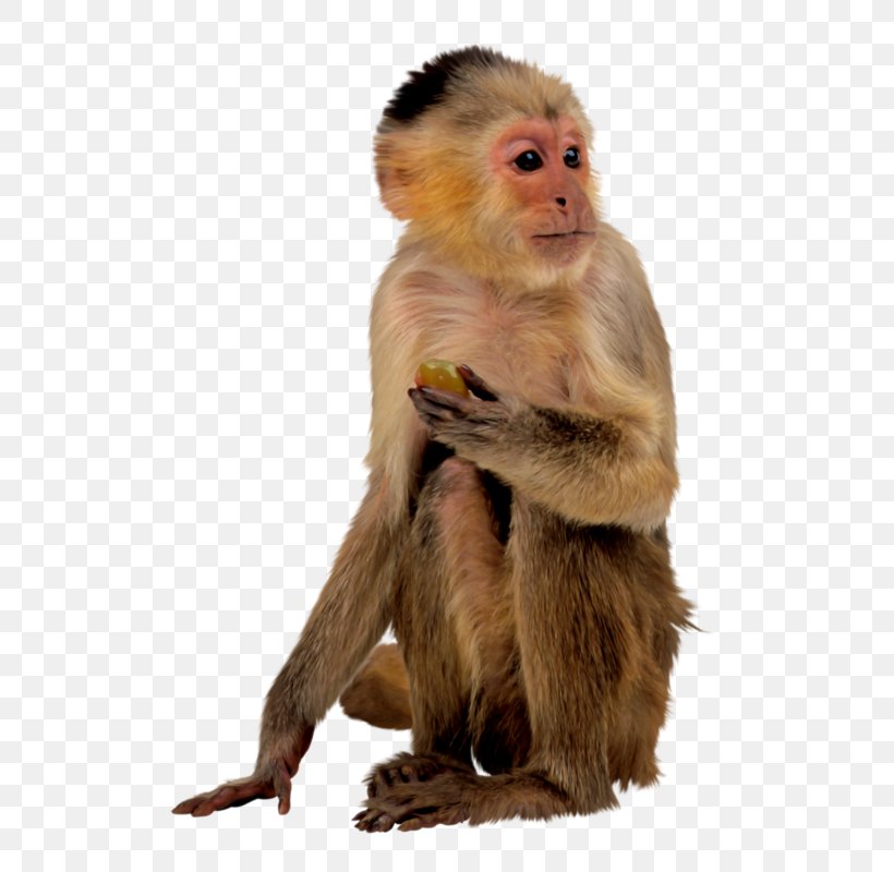 Ape Monkey, PNG, 552x800px, Ape, Fauna, Fur, Macaque, Mammal Download Free