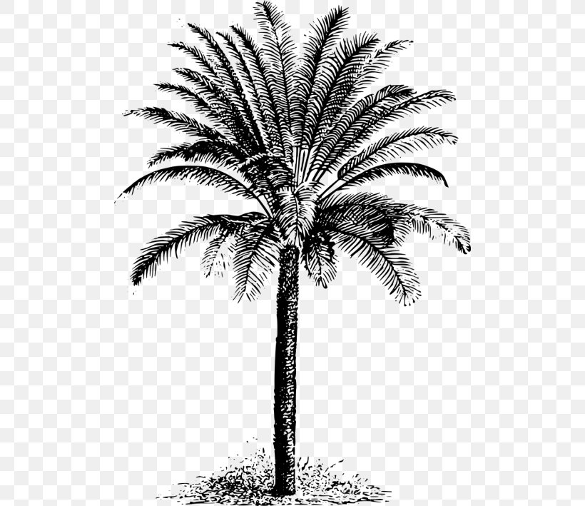 Arecaceae Cycad Tree Evergreen Clip Art, PNG, 500x709px, Arecaceae, Arecales, Attalea Speciosa, Black And White, Borassus Flabellifer Download Free