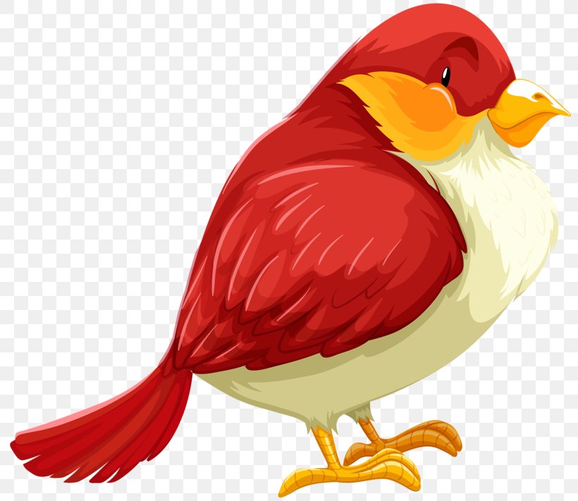 Bird Illustration, PNG, 800x711px, Bird, Art, Author, Beak, Book Download Free