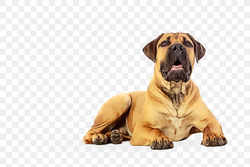 Dog Cartoon, PNG, 1892x1268px, Boerboel, Africanis, Ancient Dog Breeds, Bloodhound, Breed Download Free