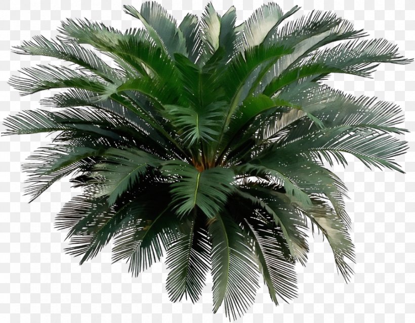 Palm Tree, PNG, 898x700px, Watercolor, Arecales, Elaeis, Leaf, Paint Download Free