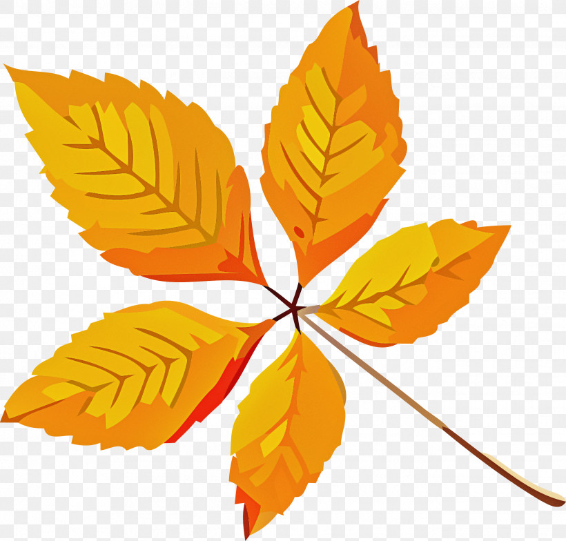 Autumn Leaf Yellow Leaf Leaf, PNG, 2633x2519px, Autumn Leaf, Beech, Deciduous, Flower, Leaf Download Free