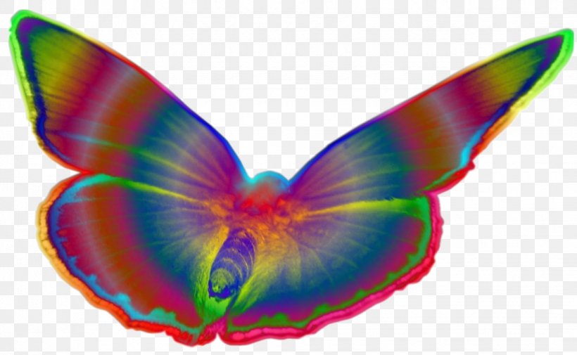 Butterflies And Moths Drawing Pop Art, PNG, 1645x1014px, Butterflies And Moths, Art, Bunte, Butterfly, Color Download Free