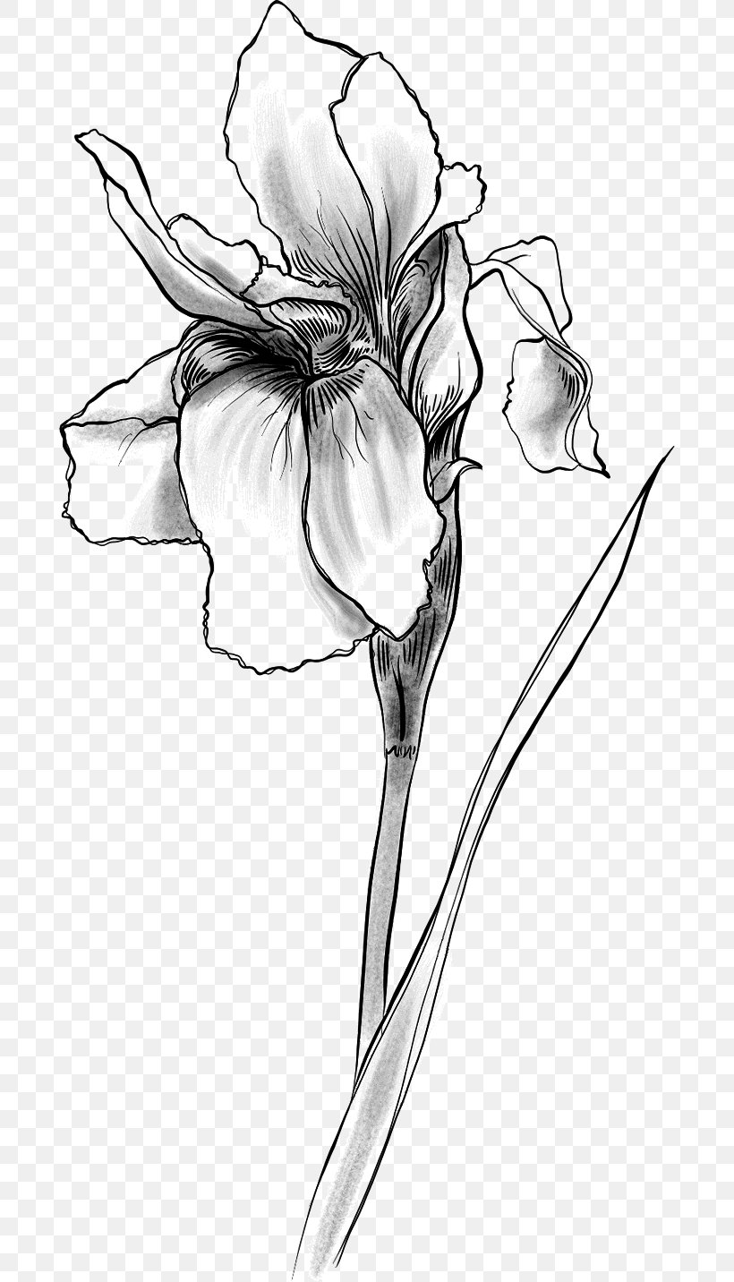 Cognac Sketch Flower Illustration Floral Design, PNG, 688x1432px, Cognac, Artwork, Black And White, Branch, Cut Flowers Download Free