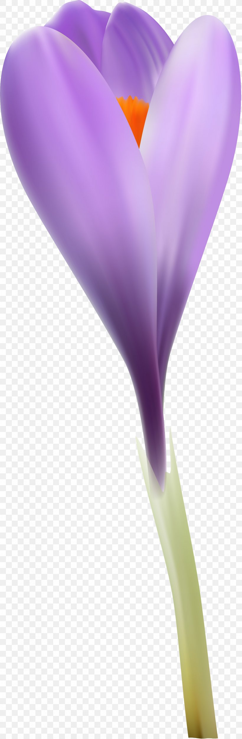 Crocus Close-up, PNG, 1420x4327px, Crocus, Close Up, Closeup, Flower, Flowering Plant Download Free