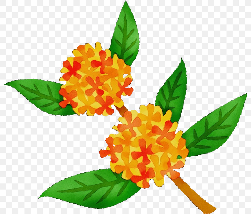 Flower Plant Yellow Leaf Tagetes, PNG, 796x700px, Watercolor, Cut Flowers, Flower, Lantana, Lantana Camara Download Free