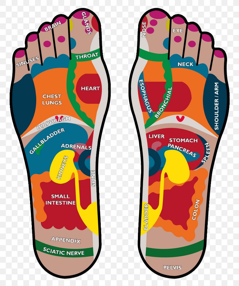 Podalgia Reflexology Foot Human Body Health, PNG, 800x980px, Watercolor, Cartoon, Flower, Frame, Heart Download Free