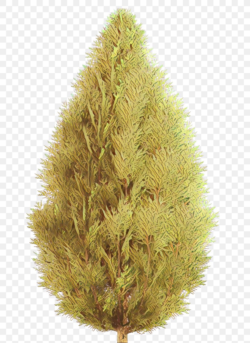 Spruce Fir Larch Christmas Tree Pine, PNG, 687x1127px, Spruce, American Larch, Aquarium Decor, Christmas Day, Christmas Tree Download Free