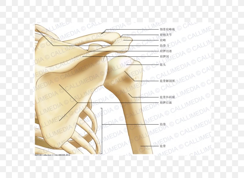 Thumb Shoulder Bone Scapula Anatomy, PNG, 600x600px, Watercolor, Cartoon, Flower, Frame, Heart Download Free