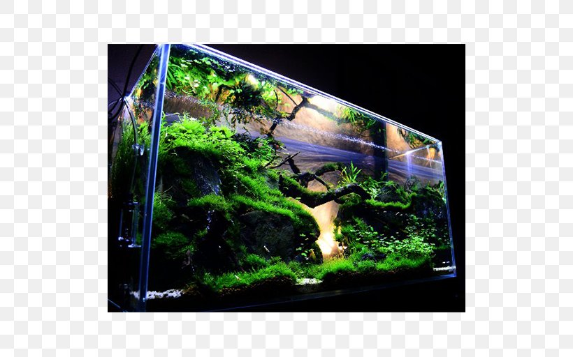 Aquascaping Reef Aquarium Aquatic Plants, PNG, 512x512px, Aquascaping, Aquarium, Aquatic Plant, Aquatic Plants, Canopy Download Free