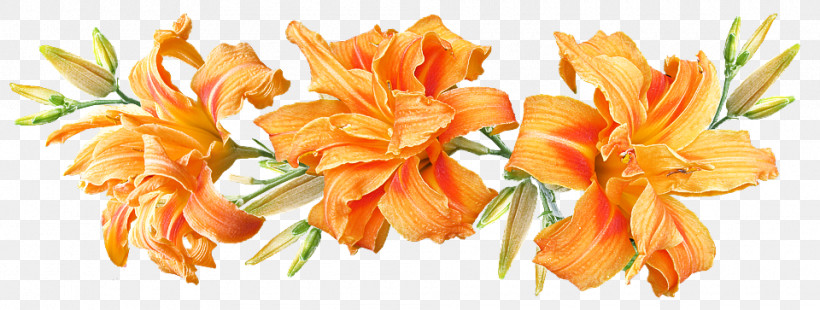 Daylilies Flower Orange Lily Plant Stem Madonna Lily, PNG, 960x363px, Daylilies, Easter Lily, Flower, Lily, Madonna Lily Download Free