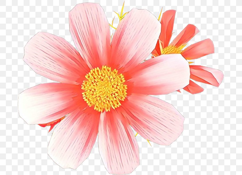 Flower Petal Barberton Daisy Pink Plant, PNG, 699x593px, Cartoon, Barberton Daisy, Cut Flowers, Daisy Family, Flower Download Free