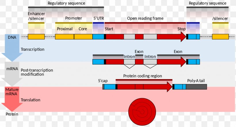 Gene Structure Messenger RNA Gene Expression Coding Region Transcription, PNG, 1280x688px, Gene Structure, Area, Brand, Coding Region, Diagram Download Free