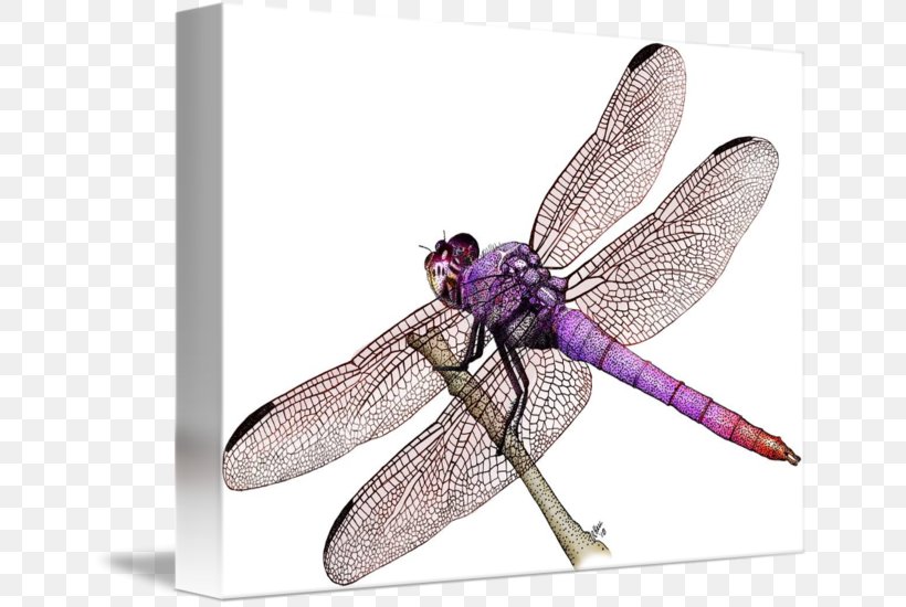 Roseate Skimmer Drawing Painting Western Meadowhawk, PNG, 650x550px, Roseate Skimmer, Arthropod, Color, Dragonflies And Damseflies, Dragonfly Download Free