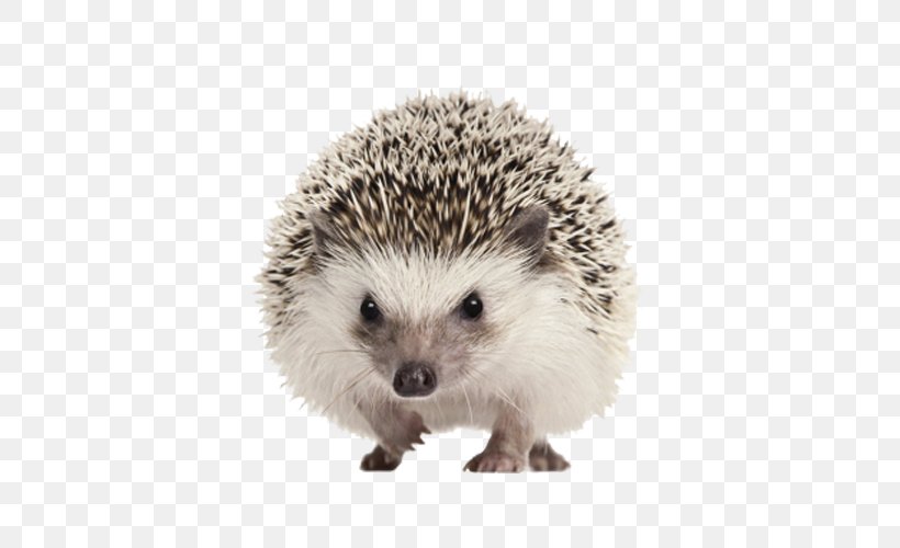 Four-toed Hedgehog North African Hedgehog Domesticated Hedgehog Clip Art, PNG, 500x500px, Fourtoed Hedgehog, Animal, Atelerix, Domesticated Hedgehog, Erinaceidae Download Free