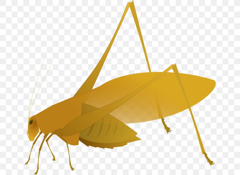 Grasshopper Amblycorypha Oblongifolia Cricket Tettigonia, PNG, 656x599px, Grasshopper, Arthropod, Bush Crickets, Caelifera, Cricket Download Free