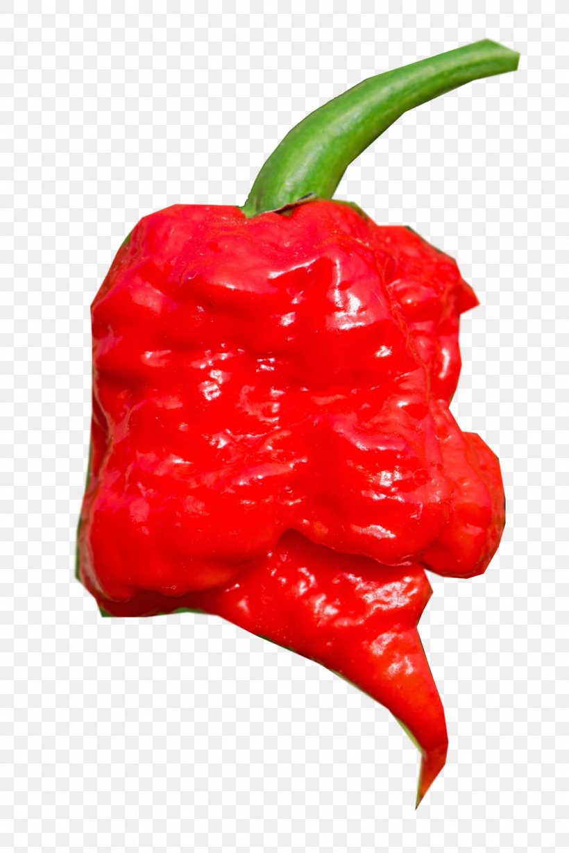 Habanero Cayenne Pepper Piquillo Pepper Bird's Eye Chili Tabasco Pepper, PNG, 1067x1600px, Habanero, Bell Pepper, Bell Peppers And Chili Peppers, Berry, Bhut Jolokia Download Free