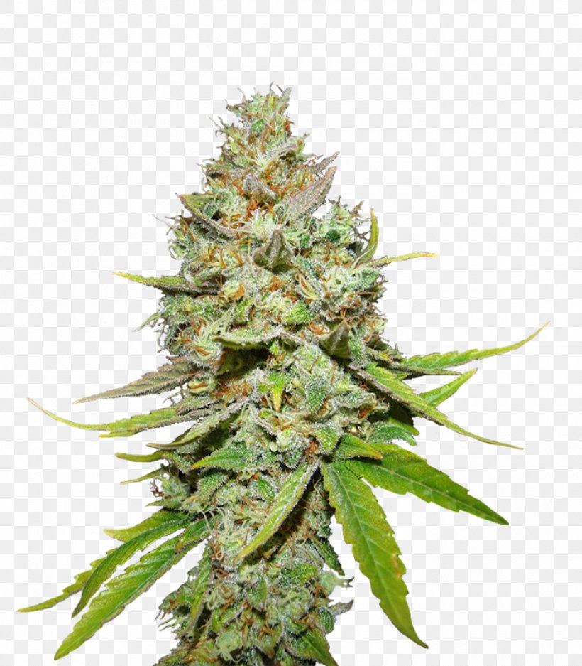 Seed Company Feminized Cannabis Seed Bank, PNG, 1400x1600px, Seed, Cannabis, Cash On Delivery, Cultivar, Feminized Cannabis Download Free