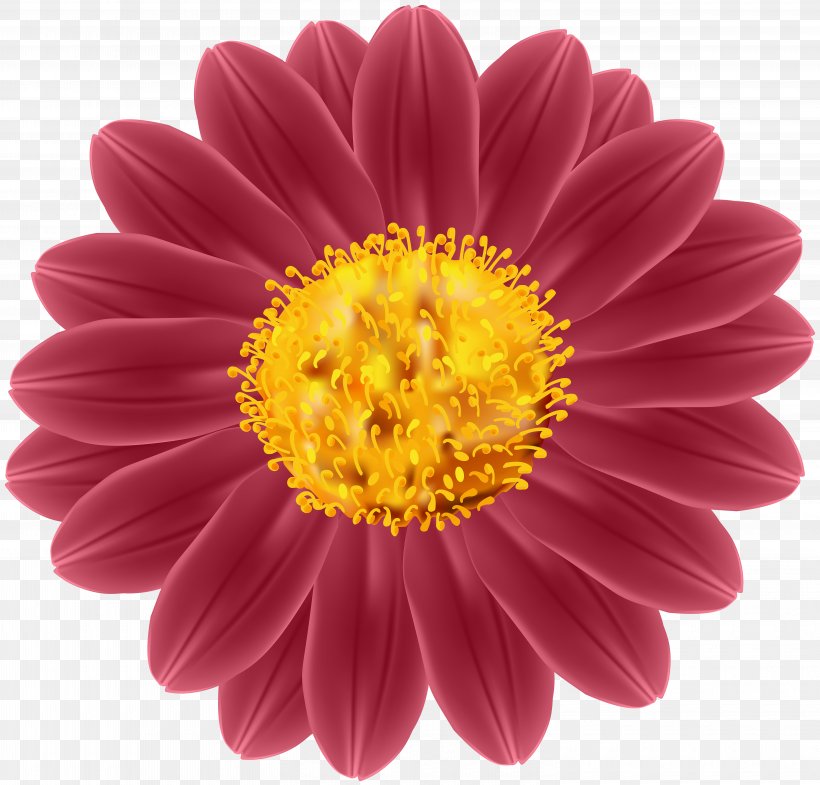 Transvaal Daisy Cut Flowers Industry Clip Art, PNG, 6000x5748px, Transvaal Daisy, Annual Plant, Aster, Chrysanths, Common Daisy Download Free
