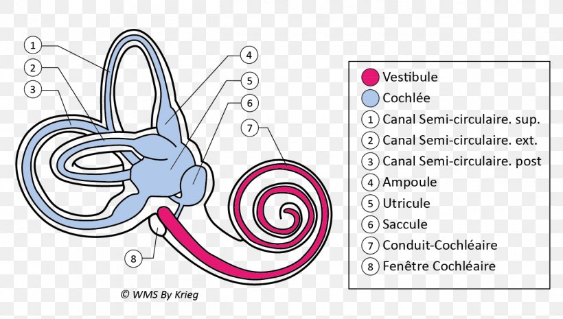 Vestibule Of The Ear Labyrinthe Membraneux Anatomy, PNG, 1264x717px, Watercolor, Cartoon, Flower, Frame, Heart Download Free