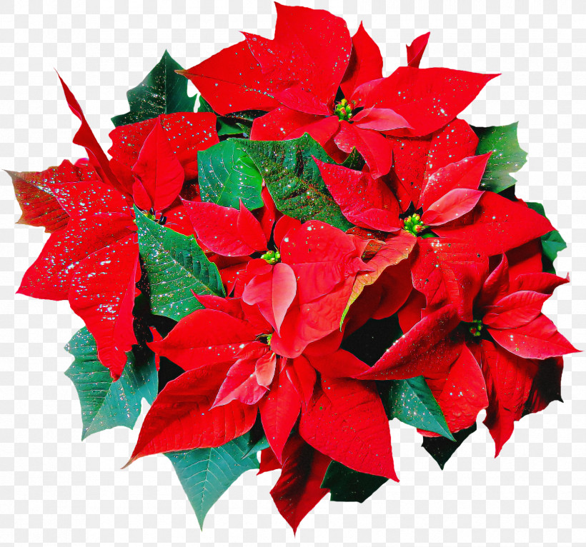 Christmas Day, PNG, 1683x1574px, Poinsettia, Christmas Day, Christmas Lights, Christmas Plants, Christmas Tree Download Free
