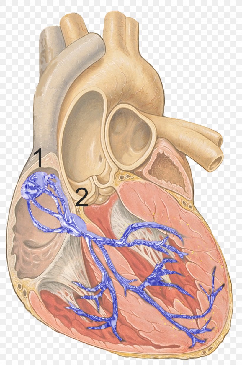 Electrical Conduction System Of The Heart Sinoatrial Node Cardiac Muscle Bundle Of His, PNG, 883x1332px, Watercolor, Cartoon, Flower, Frame, Heart Download Free