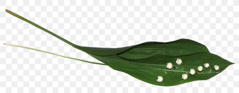Lily Of The Valley Author Photography LiveInternet Yandex, PNG, 1024x400px, Lily Of The Valley, Author, Leaf, Life, Lilium Download Free