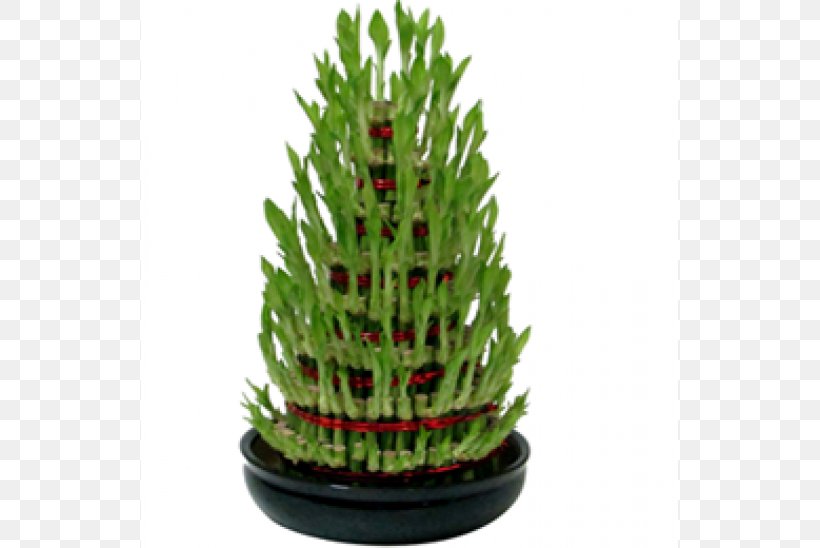 Lucky Bamboo Houseplant, PNG, 600x548px, Lucky Bamboo, Bamboo, Bonsai, Christmas Decoration, Christmas Ornament Download Free