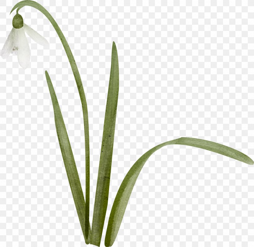 Snowdrop Цветы Lily Of The Valley Landishi Clip Art, PNG, 1579x1537px, Snowdrop, Birthday, Daffodil, Flower, Flower Bouquet Download Free