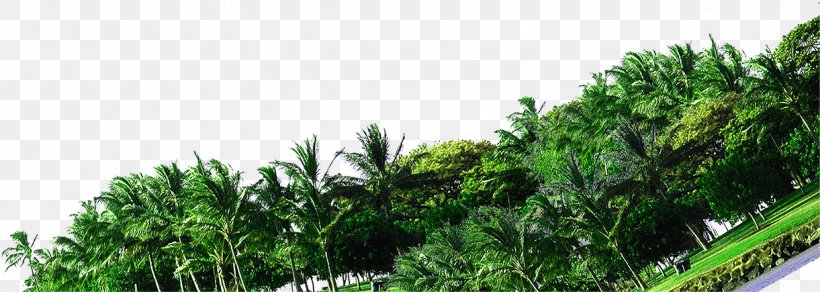 Tree Forest Green Photography Coconut, PNG, 1221x435px, Tree, Blue, Coconut, Evergreen, Forest Download Free