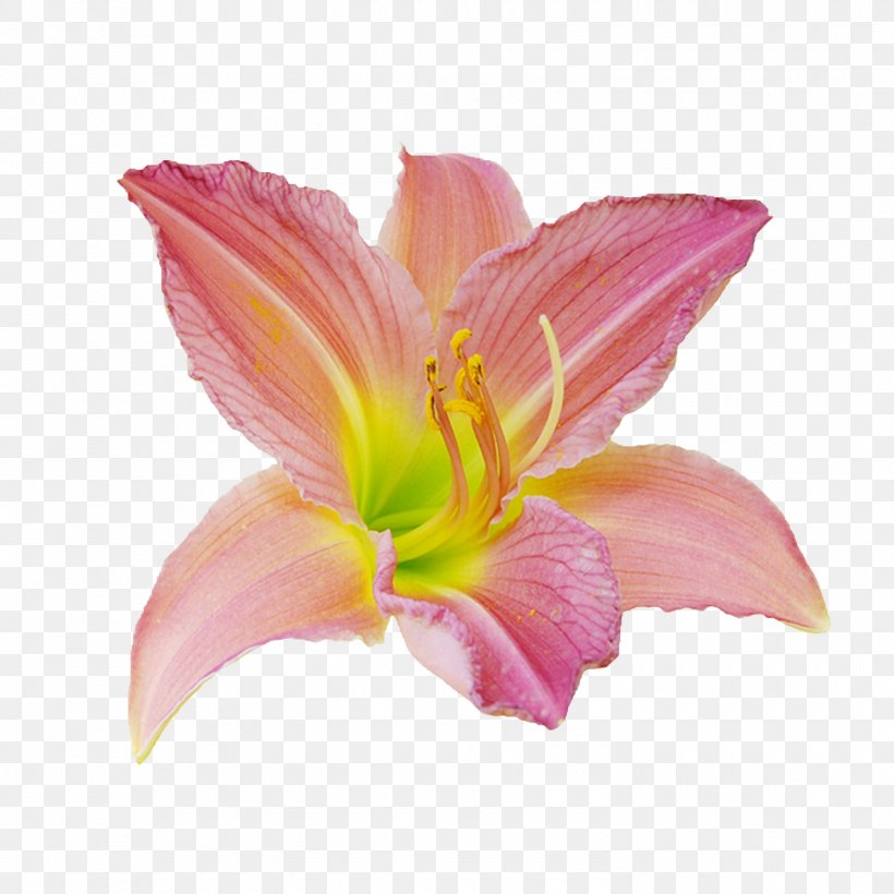 Flower Designer, PNG, 1500x1500px, Flower, Cut Flowers, Daylily, Designer, Flowering Plant Download Free