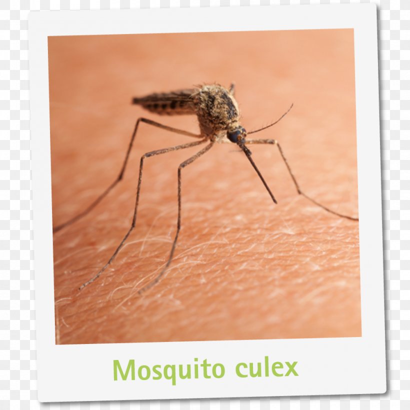 Mosquito Control Zika Virus Insect Malaria, PNG, 1000x1000px, Mosquito, Arthropod, Blood, Fly, Food Download Free