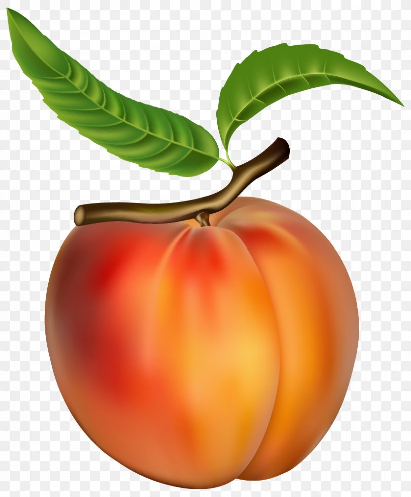 Peach Clip Art, PNG, 837x1013px, Peach, Apple, Apricot, Diet Food, Food Download Free