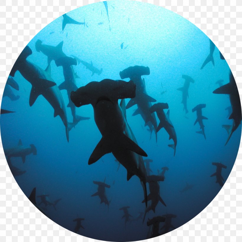 Shark Scuba Diving Wall Decal Liveaboard Great Hammerhead, PNG, 1024x1024px, Shark, Aqua, Cartilaginous Fish, Divemaster, Fish Download Free