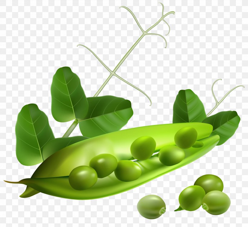 Snap Pea Clip Art, PNG, 4022x3689px, Pea, A Pea In The Pod, Alternative Medicine, Food, Fruit Download Free