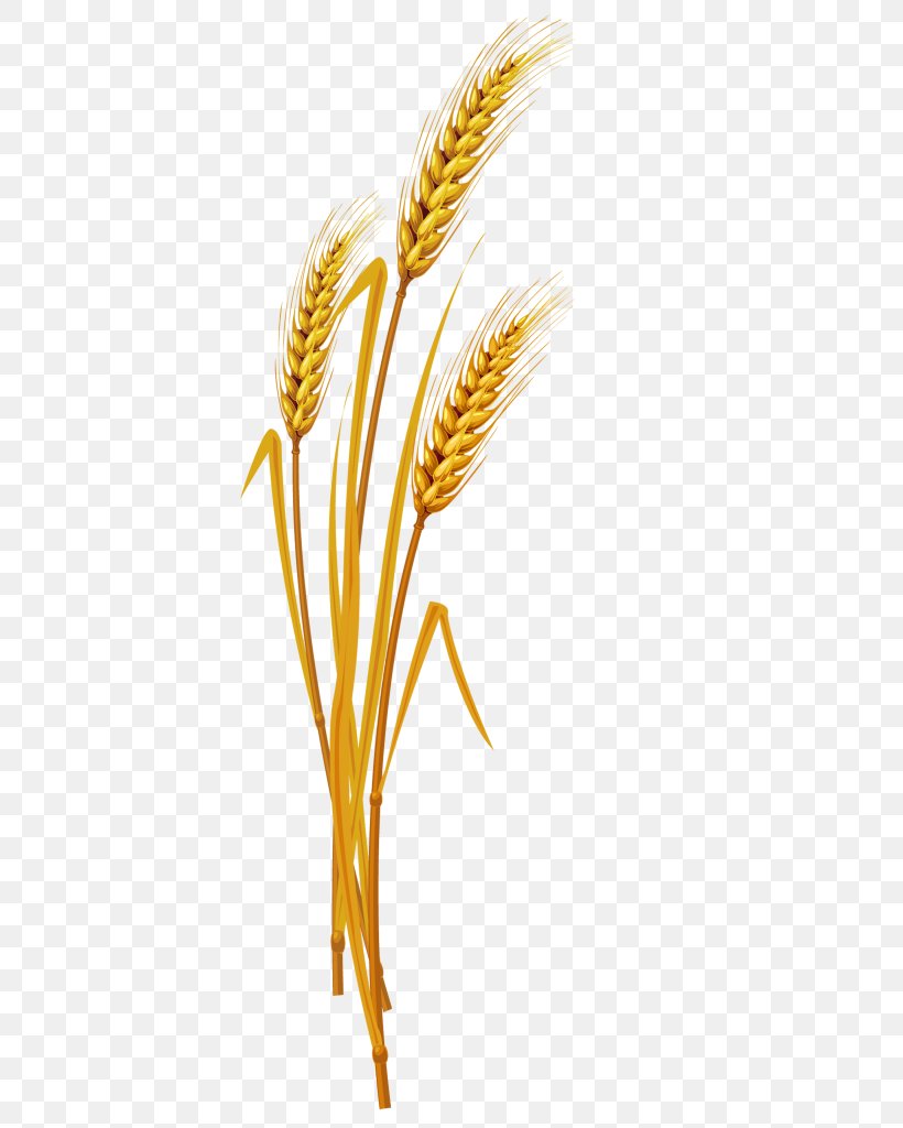 Emmer Einkorn Wheat Golden Rice Cereal, PNG, 512x1024px, Emmer, Barley, Beer, Cereal, Cereal Germ Download Free