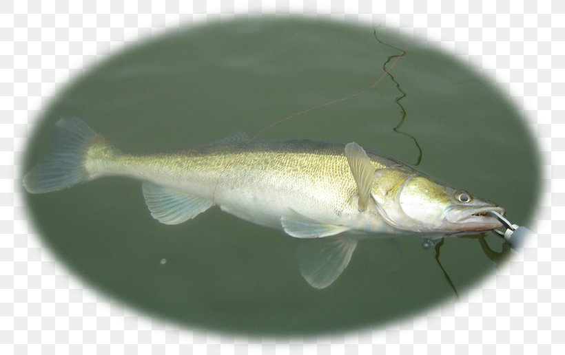 Fishing Baits & Lures Morto Manovrato Zander Perch, PNG, 800x516px, Fishing, Bass, Bony Fish, Death, Description Download Free