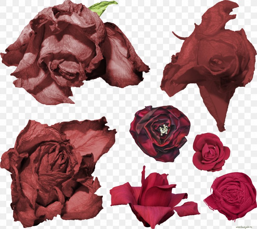 Garden Roses IFolder DepositFiles Cut Flowers, PNG, 3378x3009px, Garden Roses, Cut Flowers, Depositfiles, Flower, Flowering Plant Download Free