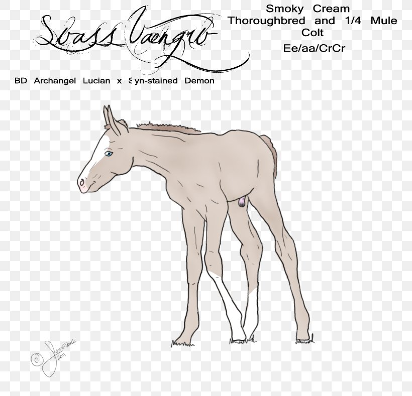 Mule Foal Stallion Pony Mustang, PNG, 806x789px, Mule, Bridle, Colt, Deer, Donkey Download Free