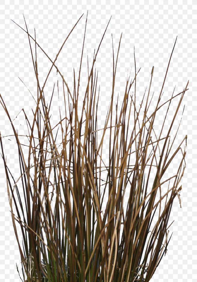 Twig Grasses Plant Stem Commodity Family, PNG, 1024x1466px, Twig, Branch, Commodity, Family, Grass Download Free