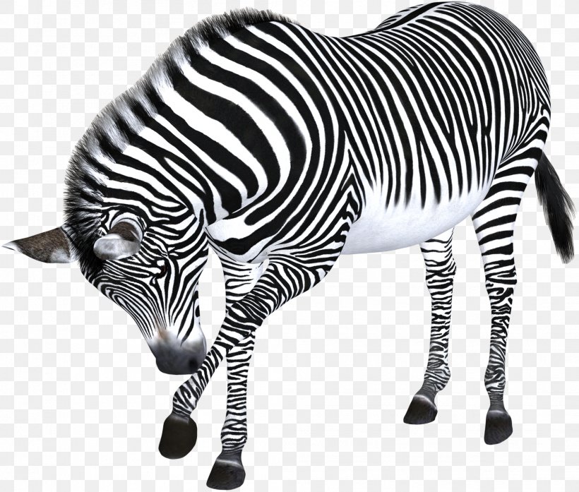 Zebra Computer File, PNG, 2093x1780px, Zebra, Animal, Black And White, Cartoon, Gratis Download Free