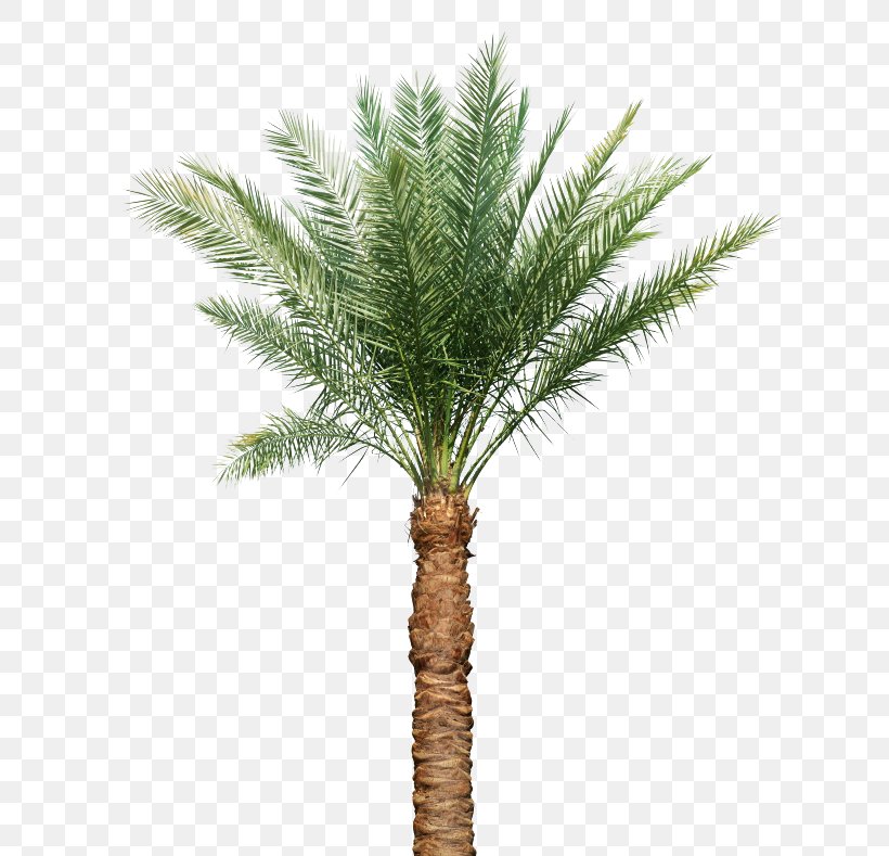 Arecaceae Tree Leaf Silk Euclidean Vector, PNG, 650x789px, Arecaceae, African Oil Palm, Arecales, Baobab, Bark Download Free