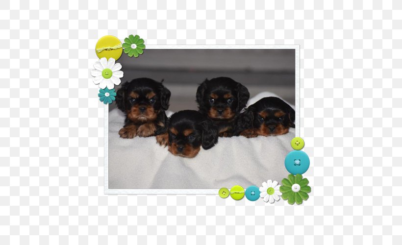Cavapoo Puppy Yorkshire Terrier Shih Tzu Dog Breed, PNG, 500x500px, Cavapoo, American Kennel Club, Breed, Breeder, Carnivoran Download Free