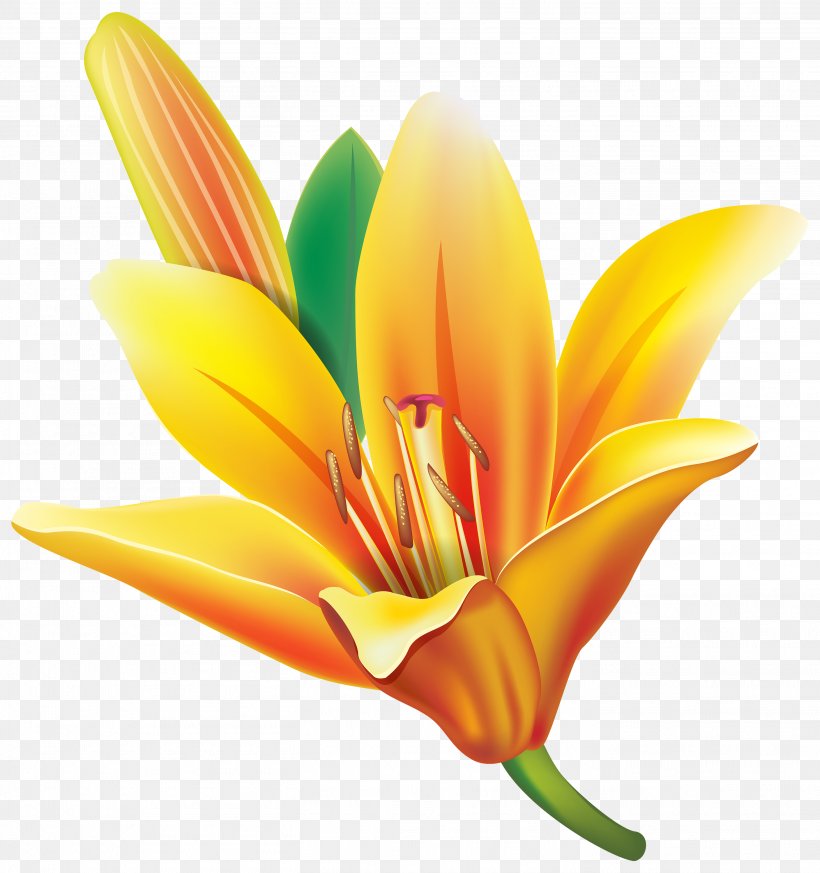 Easter Lily Flower Yellow Clip Art, PNG, 2816x3000px, Easter Lily, Cut Flowers, Daylily, Flower, Flowering Plant Download Free
