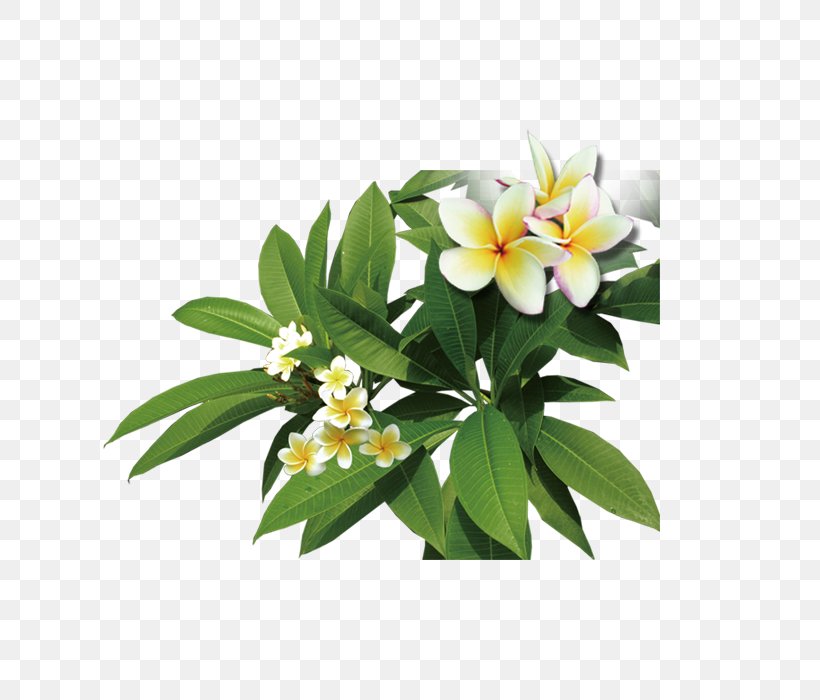 Frangipani Icon, PNG, 700x700px, Frangipani, Dots Per Inch, Flower, Flowering Plant, Image Resolution Download Free