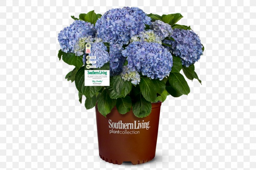 French Hydrangea Shrub Flower Plant, PNG, 900x600px, French Hydrangea, Cornales, Cut Flowers, Flower, Flowering Plant Download Free