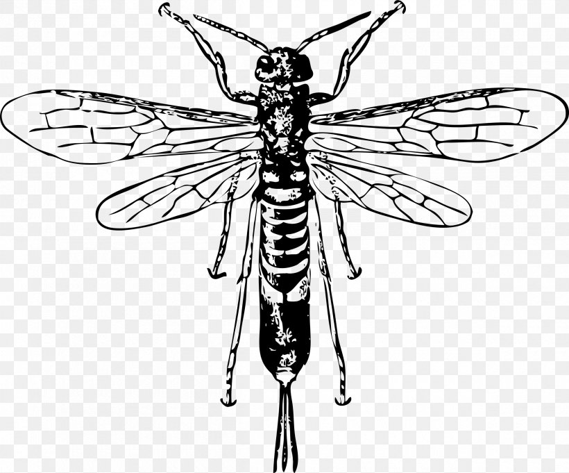 Hornet Bee Insect Horntail Clip Art, PNG, 2400x1994px, Hornet, Arthropod, Artwork, Baldfaced Hornet, Bee Download Free