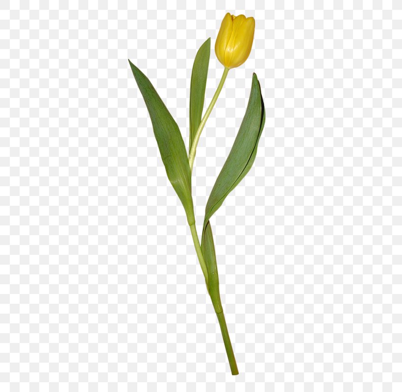 Tulip Yellow Flower Petal, PNG, 370x800px, Tulip, Basket, Floristry, Flower, Flower Bouquet Download Free