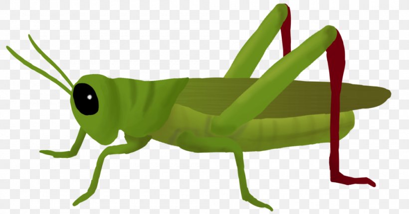 Clip Art Grasshopper Image Illustration, PNG, 1000x525px, Grasshopper, Arthropod, Cricket, Cricket Like Insect, Fauna Download Free